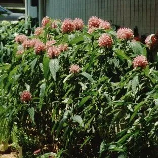 thumbnail for publication: Justicia carnea Jacobinia, Flamingo Plant, Brazilian-plume